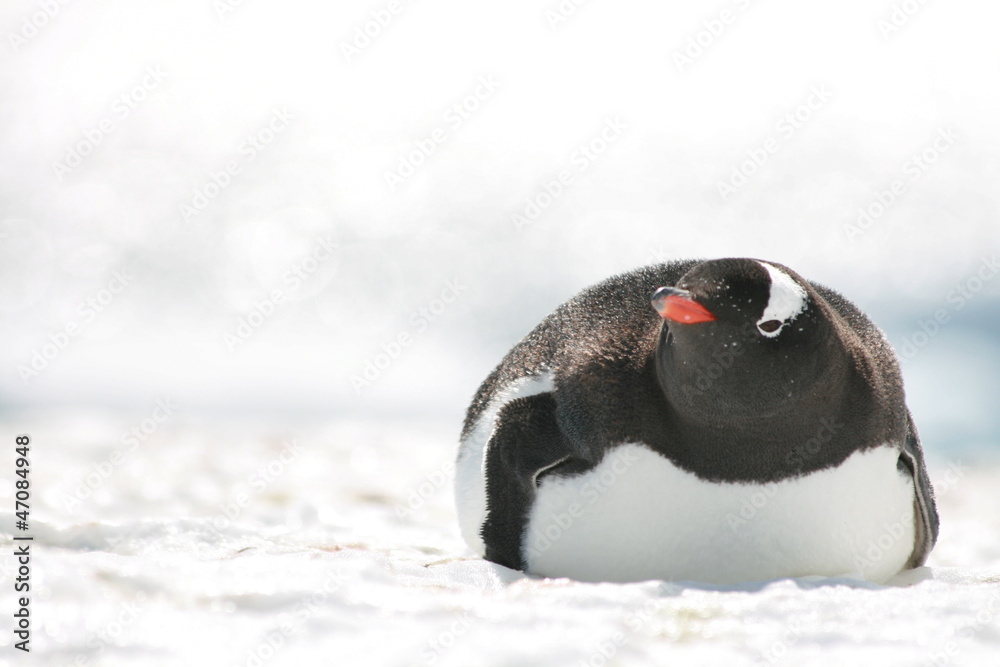 Obraz premium Gentoo penguin relaxing in Antarctica