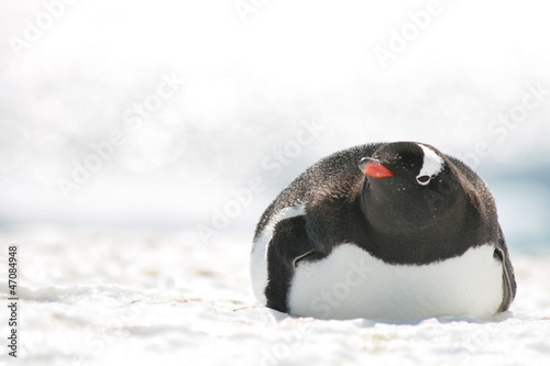 Gentoo penguin relaxing in Antarctica