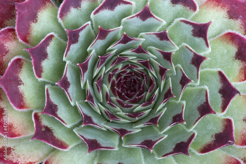 Obraz premium Sempervivum calcareum 'Mrs Guiseppi'