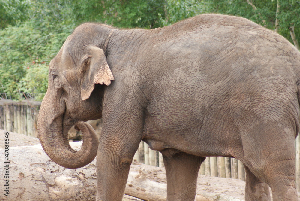 Fototapeta premium Asian Elephant - Elephas maximus