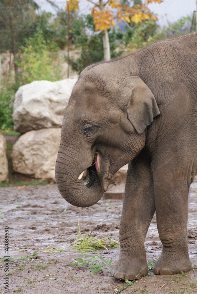 Fototapeta premium Asian Elephant - Elephas maximus