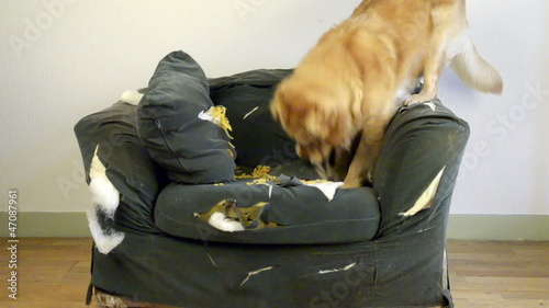 Dog demolishes chair