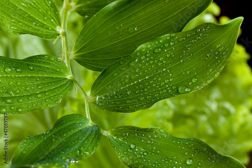 Water drops on plant