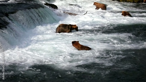 Brown bears in Alaska,Katmai NP,Brooks waterfall