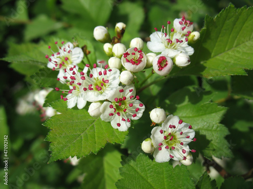 Melting flowers of hawthorn with red stamen