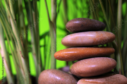  stones and small bamboo tree