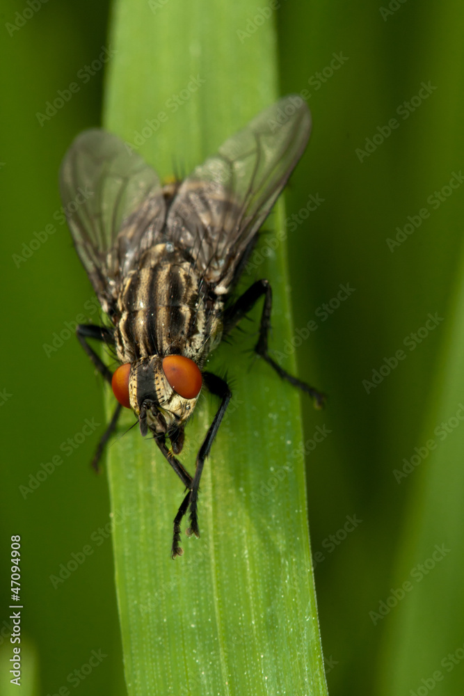 Naklejka premium Fly sitting