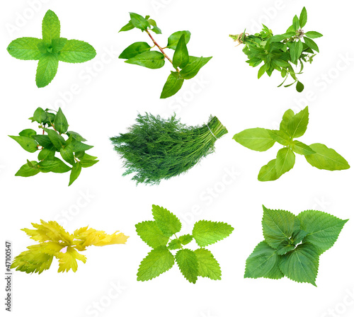 eight types of  spicy mint photo