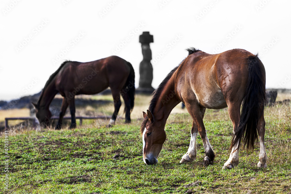 Two horses grazing in frotn of a moai in Easter Island