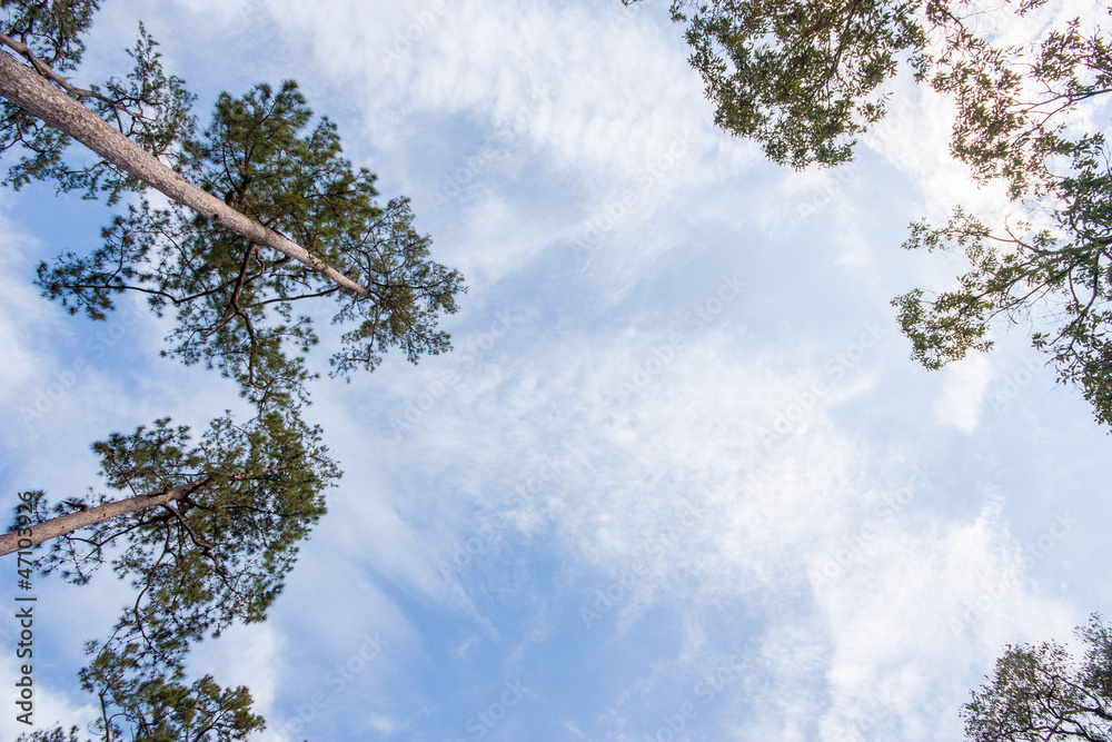 Fototapeta premium Tree canopy
