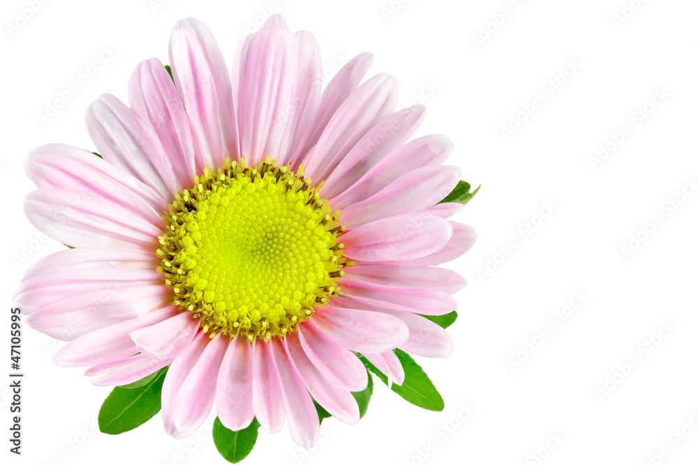Kwitnący aster Kwitnący aster