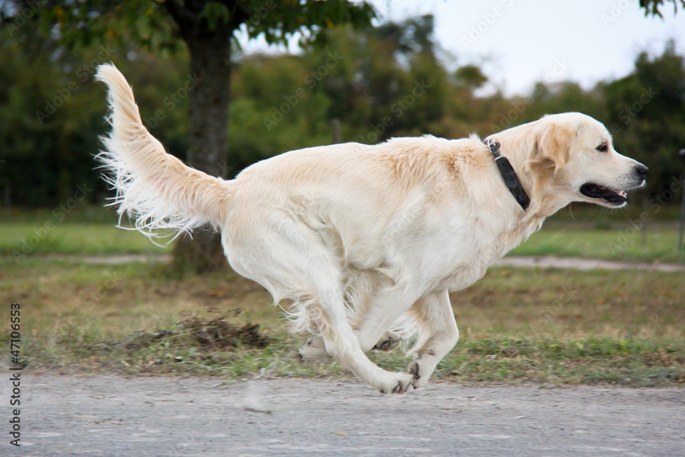 Golden Retriever in Bewegung