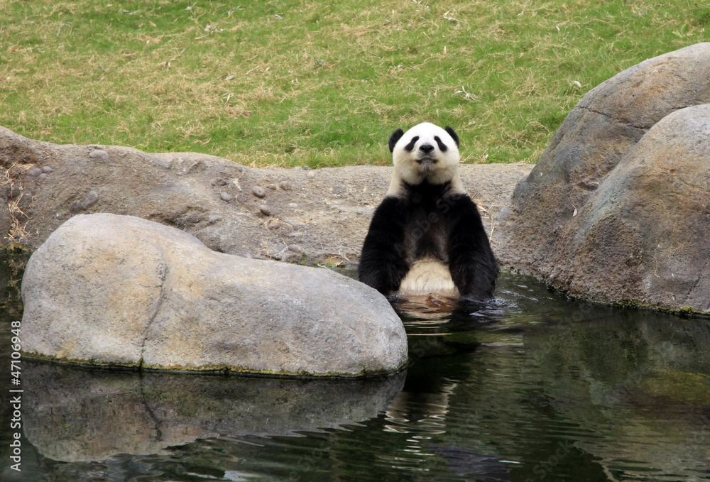 Fototapeta premium Grand panda bear