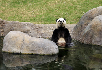 Fotobehang Panda Imposante reuzenpanda in natuur  © Tatiana Morozova