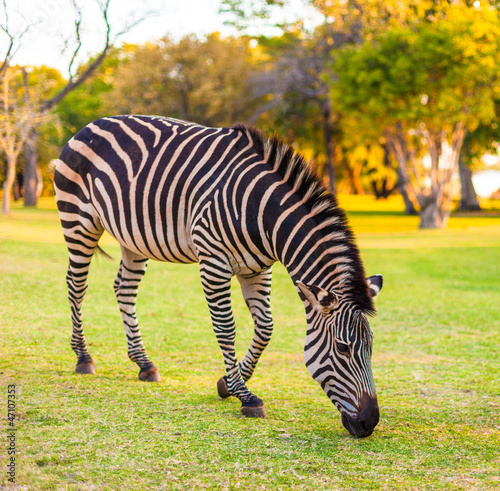 Plains zebra  Equus quagga  grazing