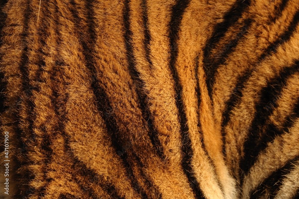 Naklejka premium Tigre ,manto