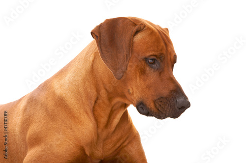 rhodesian ridgeback