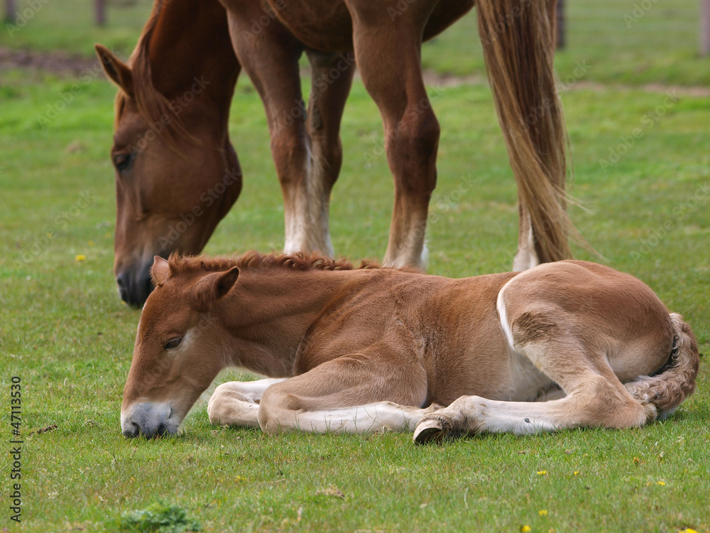 Fototapeta premium Foal Laying Down