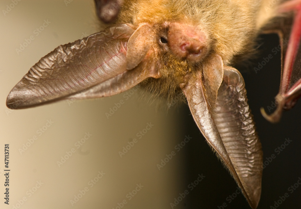 Plecotus auritus