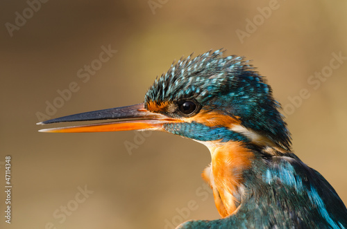 Fotografie Martin Pescatore Europeo (Alcedo atthis)