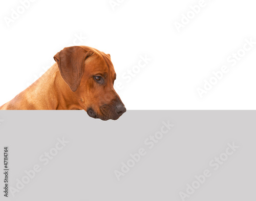 Hund guckt über ein Schild photo