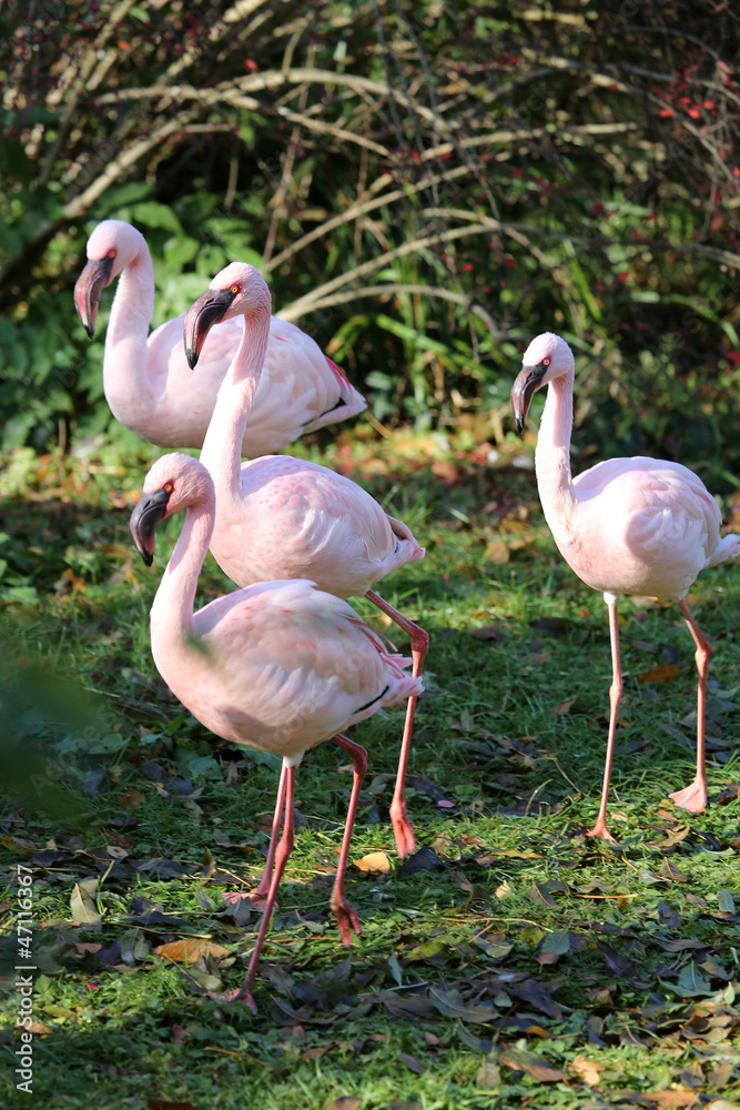 Zwergflamingo