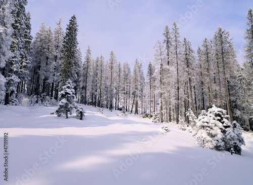 Winter Forest, Tatra Mountains, Poland © Karol Kozłowski