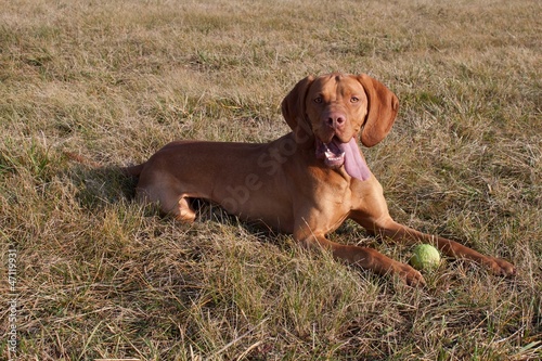 Hungarian Vizsla Dog lies in the grass. Hungarian Pointer