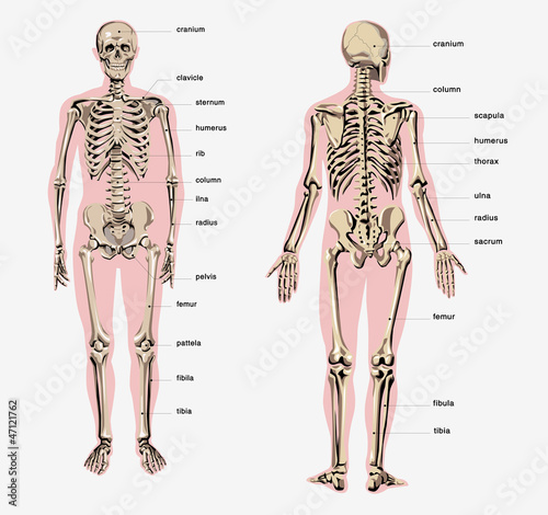 human skeleton