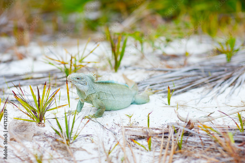 Fototapeta premium Rock iguana at Little Water Cay