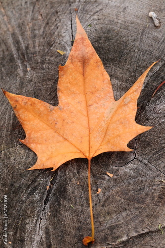 Autumn leaf in macro closeup