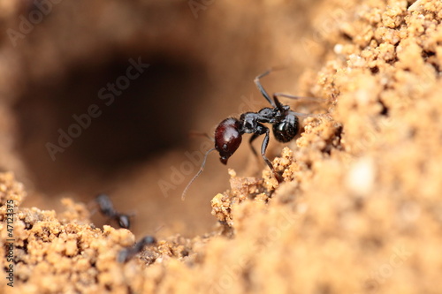 Soldier ant formica in macro