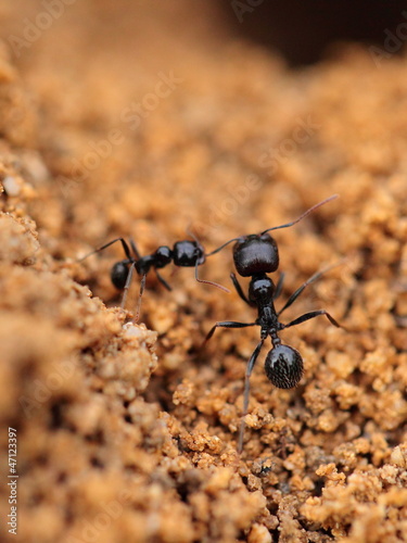 Soldier ant formica in macro © Curioso.Photography