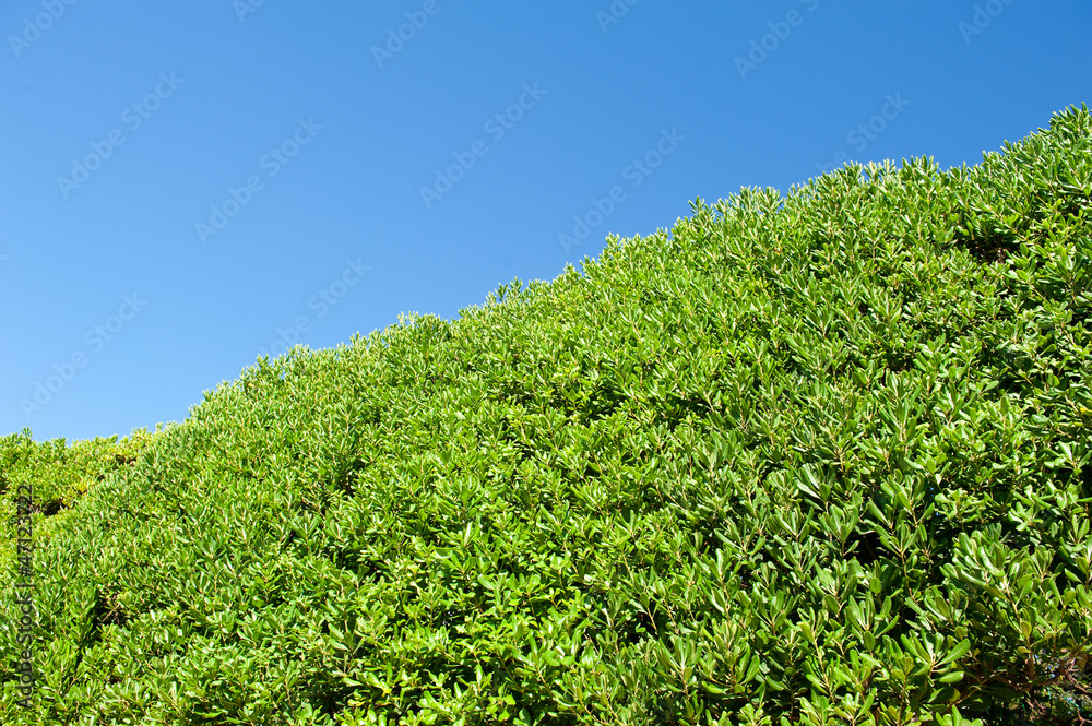 Tree branches on blue sky. tree on green meadow on blue sky