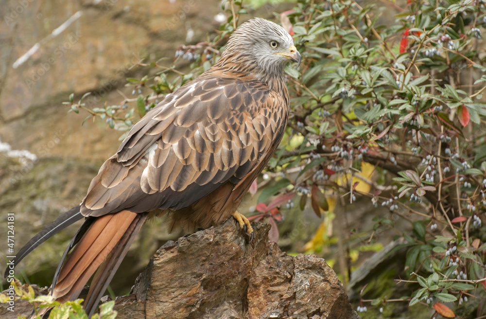 Fototapeta premium Red kite