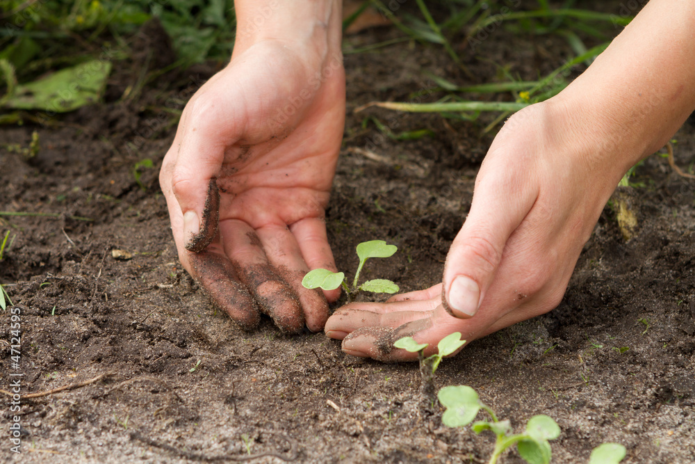 woman hands weeding the sprouts of radish woman hands weeding the sprouts of radish