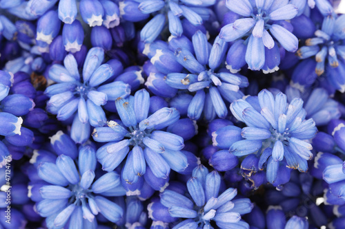 Muscari - hyacinth close-up © Africa Studio