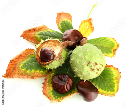 Chestnuts with autumn dried leaves, isolated on white