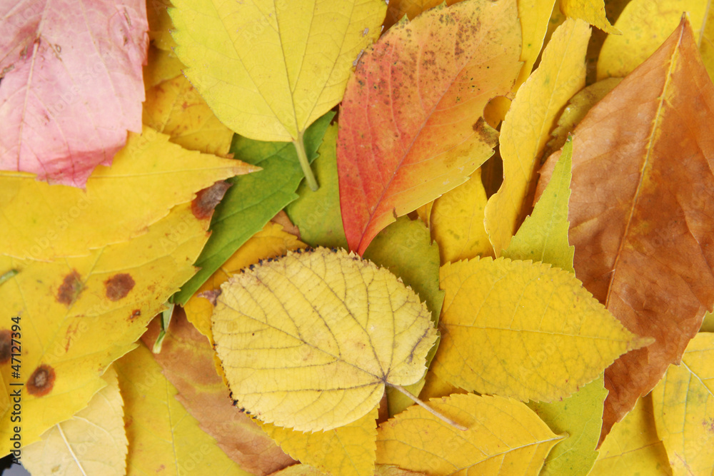 Bright autumn leaves close-up background