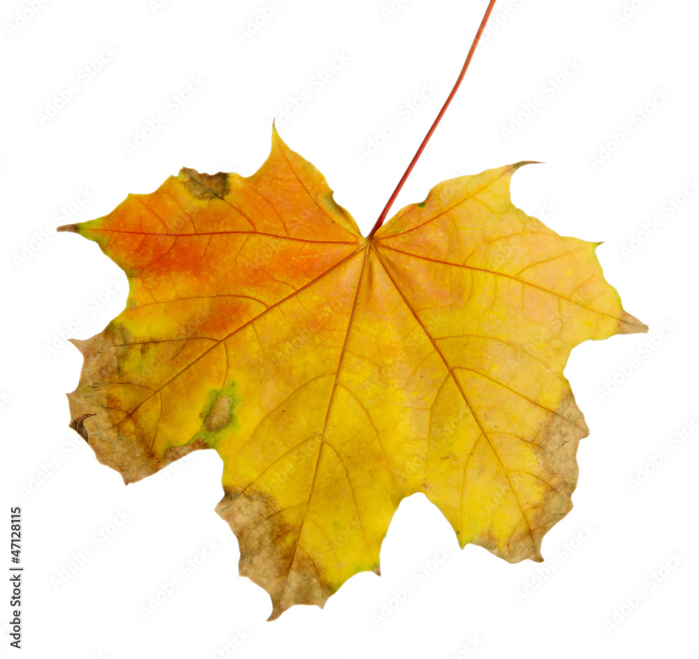 bright autumn maple leaf, isolated on white