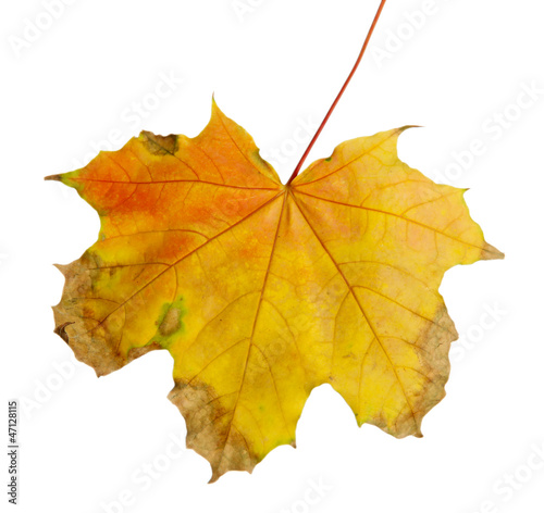 bright autumn maple leaf  isolated on white