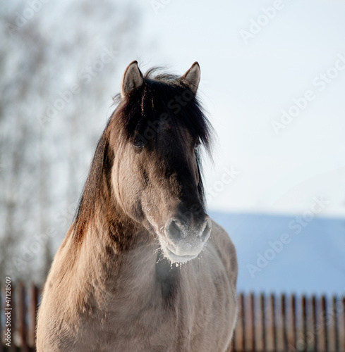 horse in winter