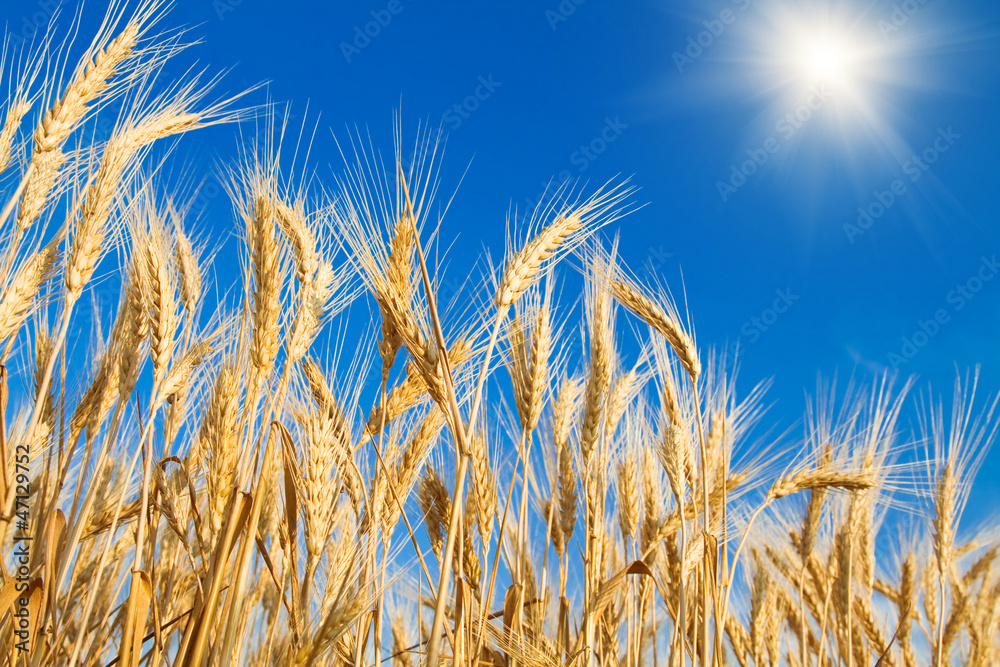Golden wheat field Golden wheat field
