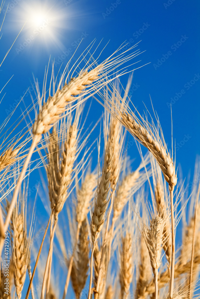 Golden wheat Golden wheat
