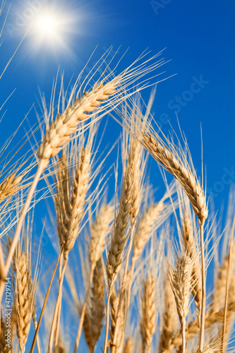 Golden wheat