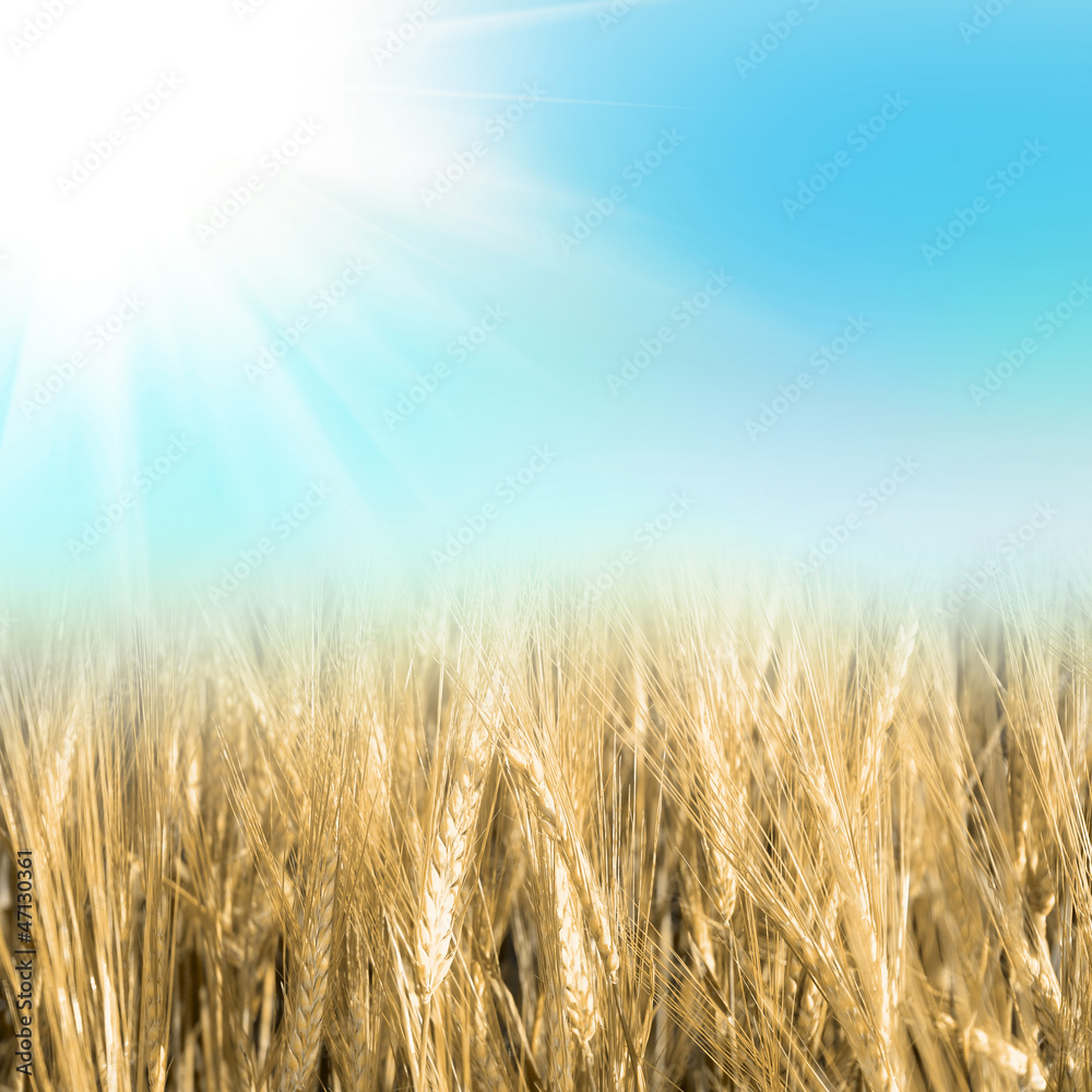 green wheat with the sky green wheat with the sky