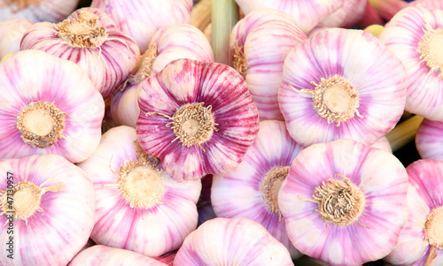 fresh garlic bulbs with stalk