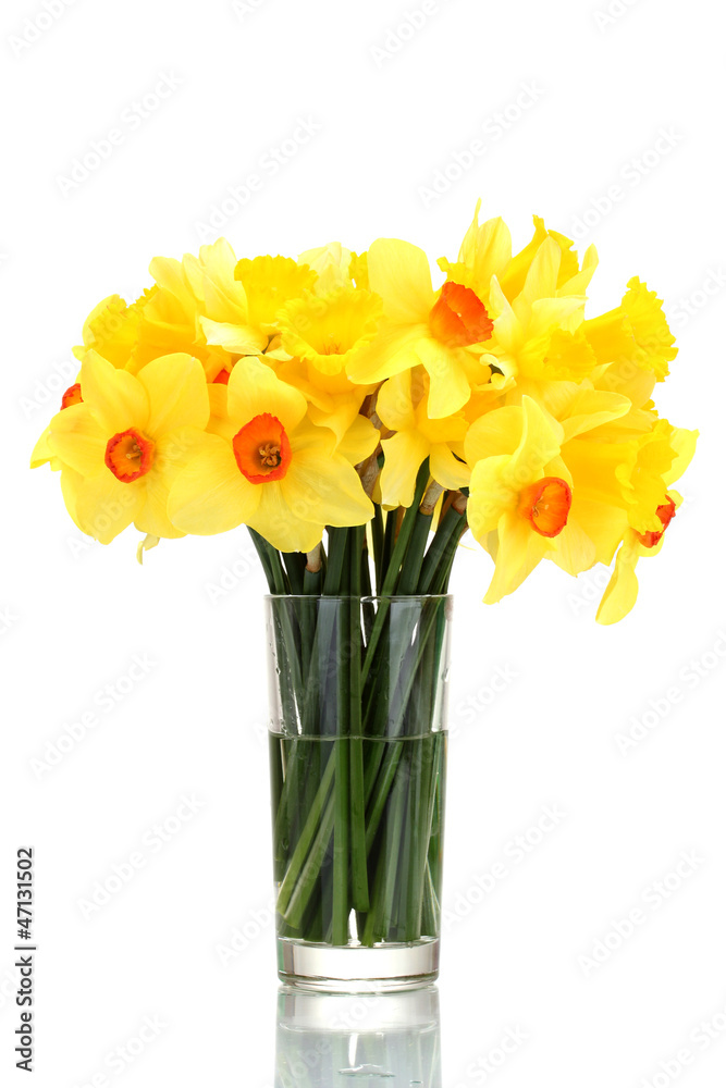 beautiful yellow daffodils in transparent vase isolated on beautiful yellow daffodils in transparent vase isolated on