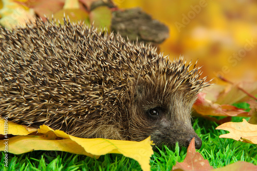 Hedgehog on autumn leaves in forest