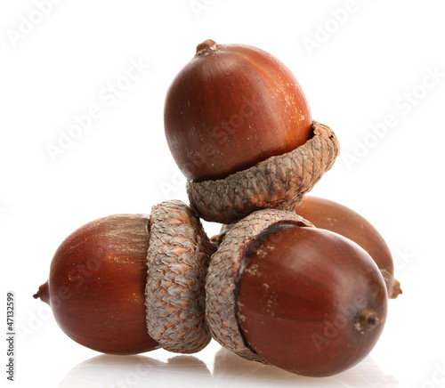 brown acorns, isolated on white